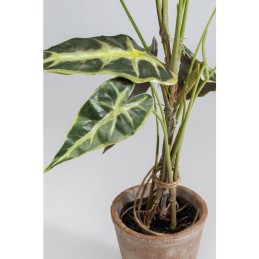 KARE roślina dekoracyjna ALOCASIA 80 cm Kare design - 2